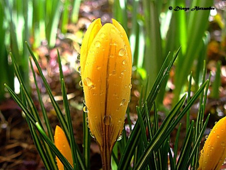 DIOGO ALEXANDRE - EXIF: não disponível